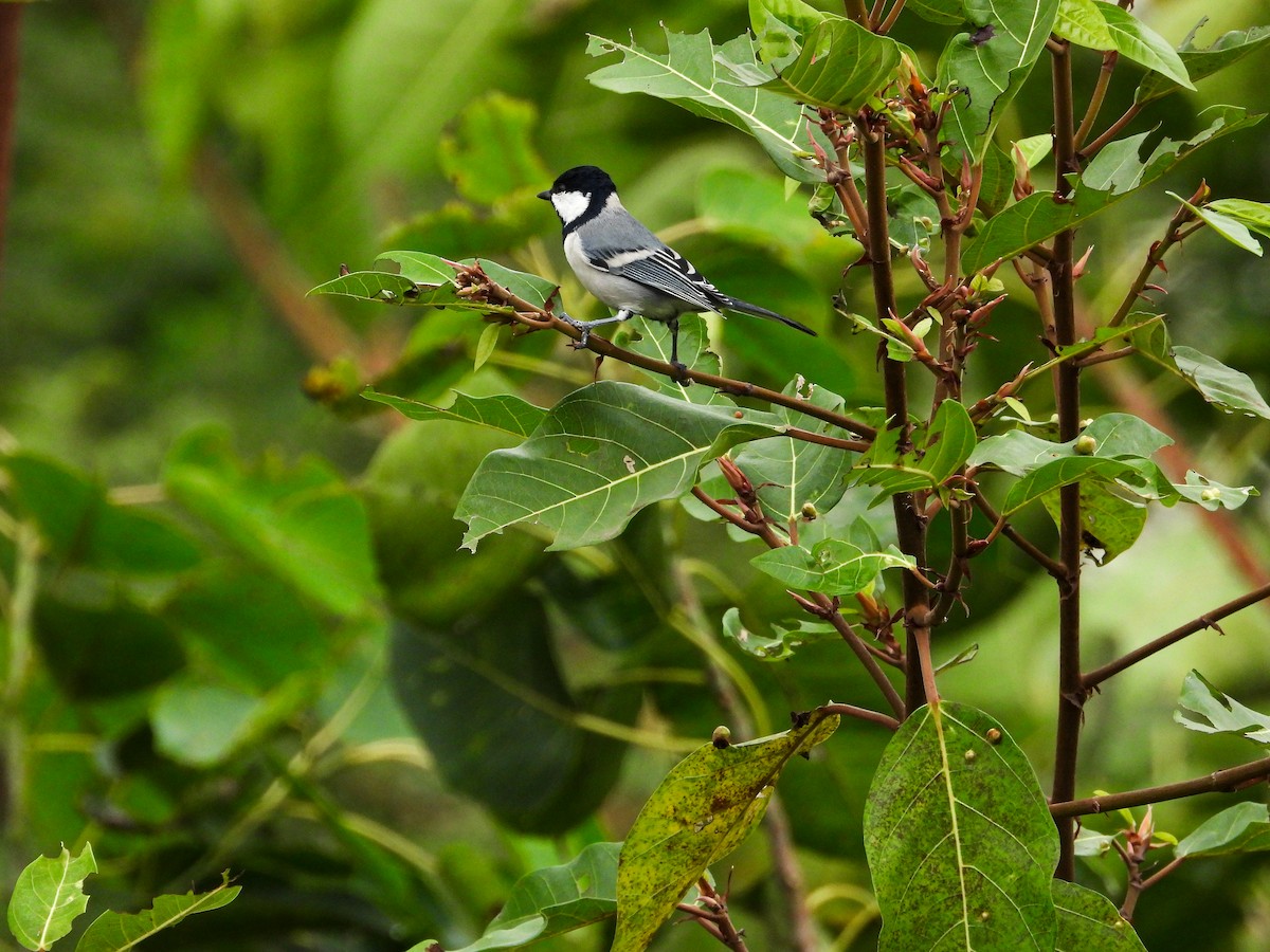 Asian Tit (Cinereous) - ML646344067