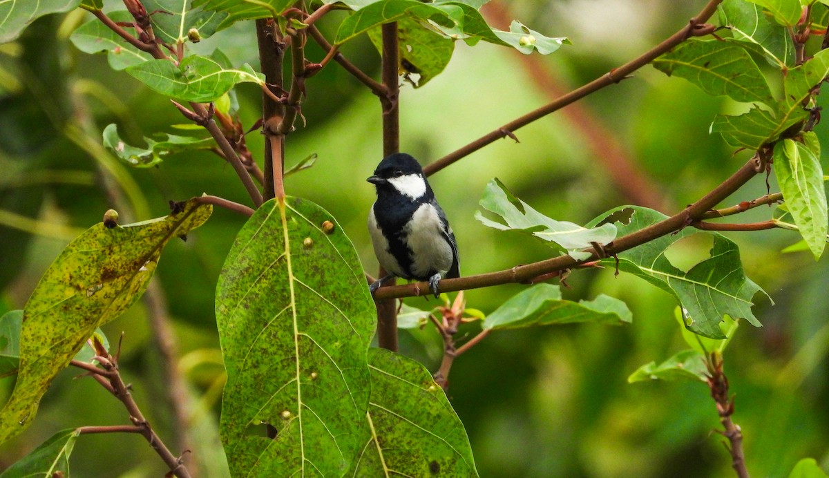 Asian Tit (Cinereous) - ML646344068