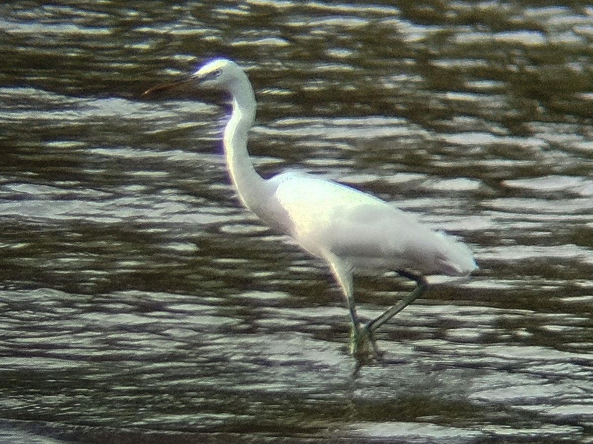 Chinese Egret - ML646344069