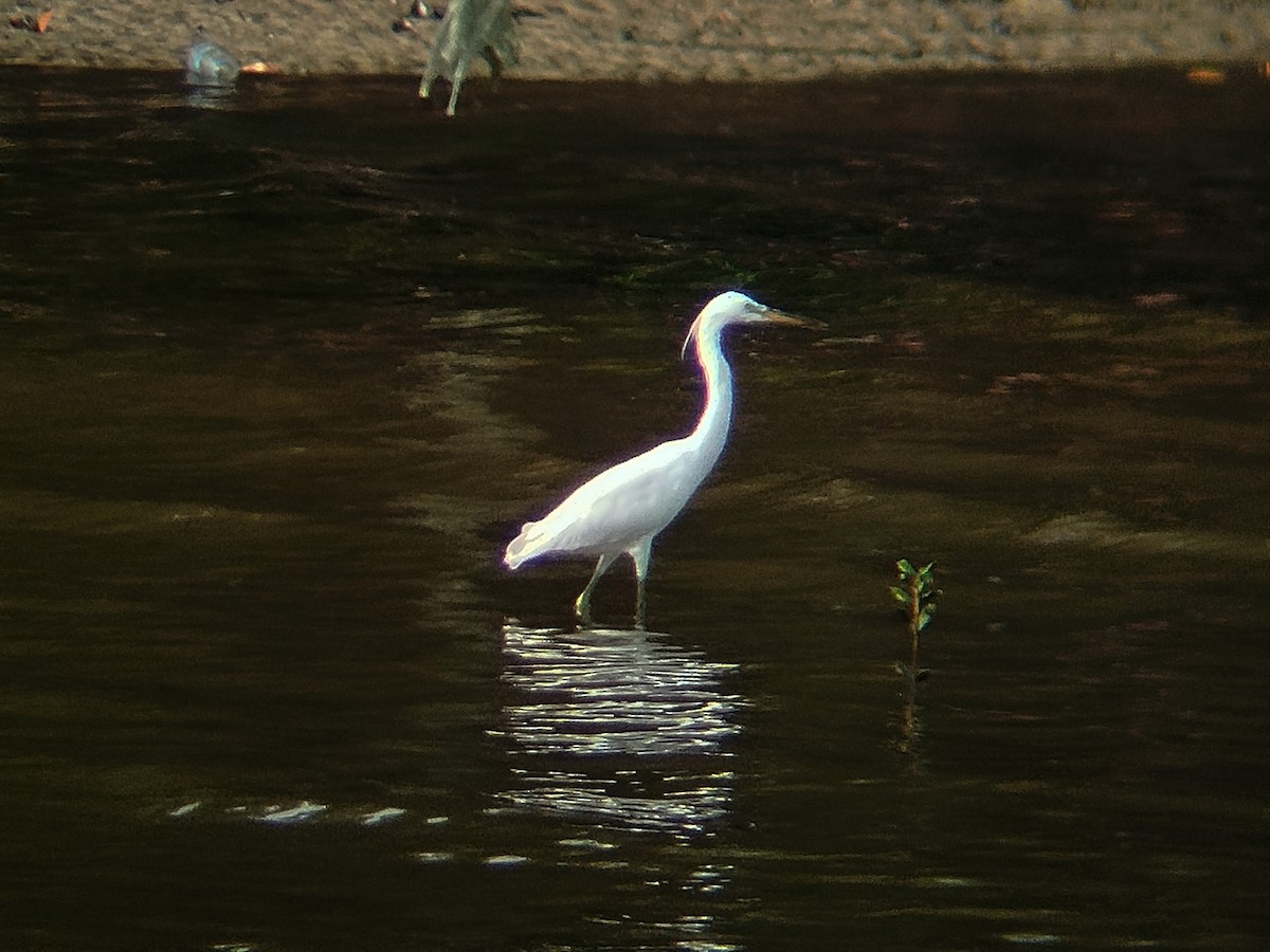 Chinese Egret - ML646344070
