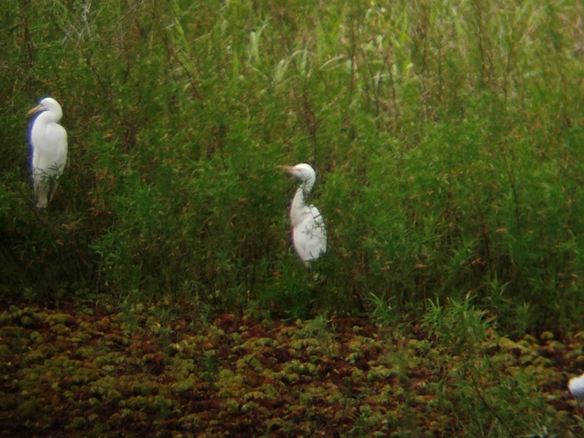 Eastern Cattle-Egret - ML646344071