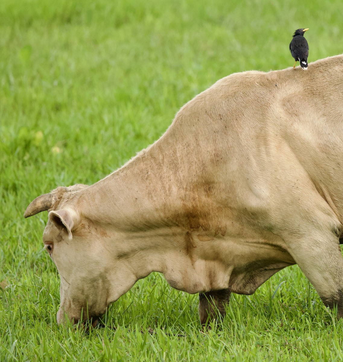 Great Myna - ML646344072