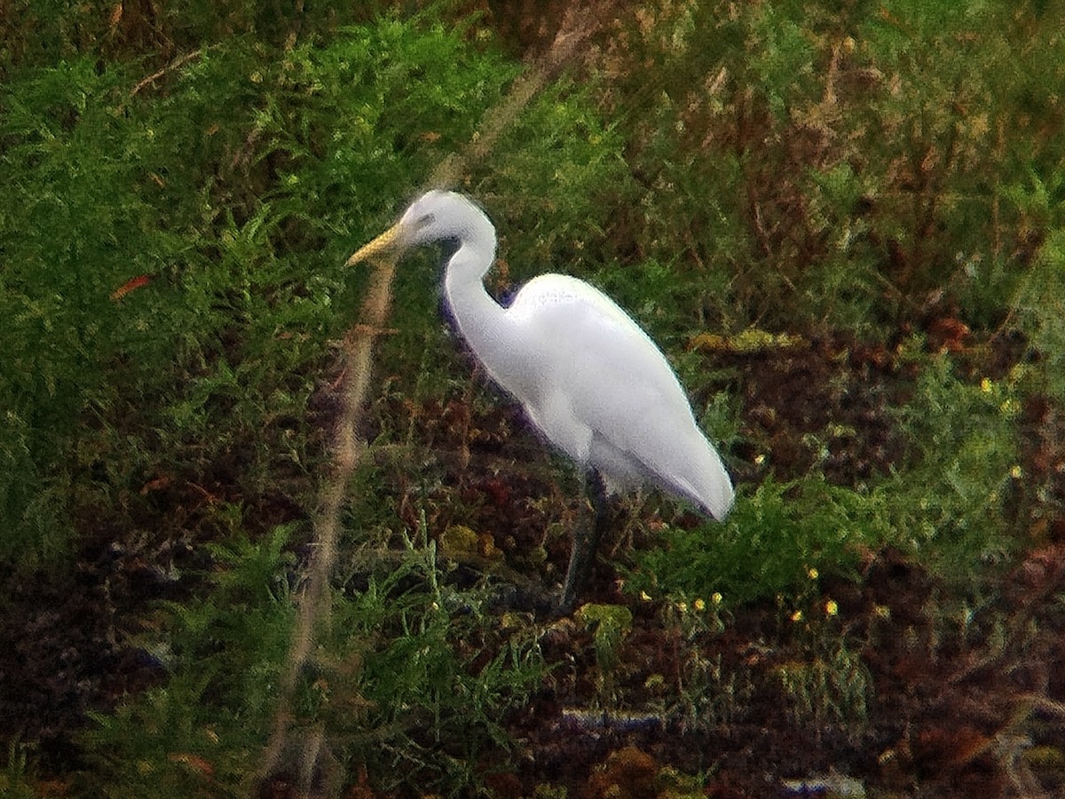 Medium Egret - ML646344075