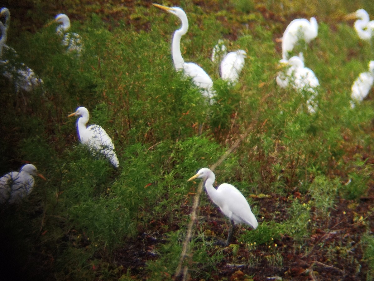 Medium Egret - ML646344076