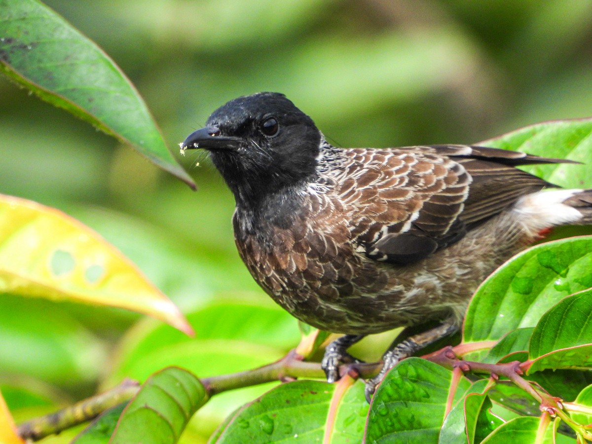 Red-vented Bulbul - ML646344077