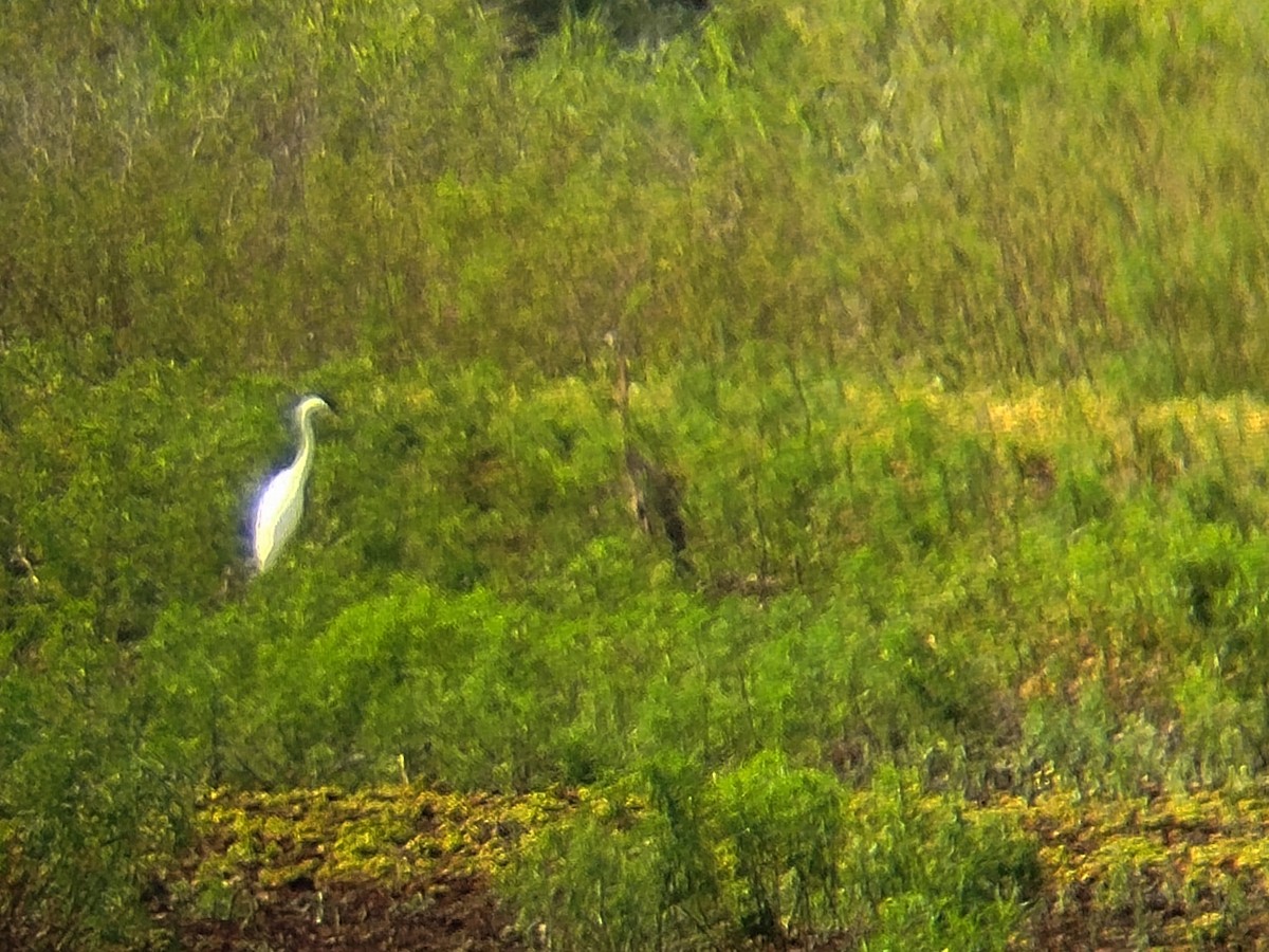 Purple Heron - ML646344078