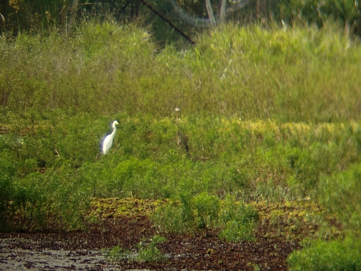 Purple Heron - ML646344079
