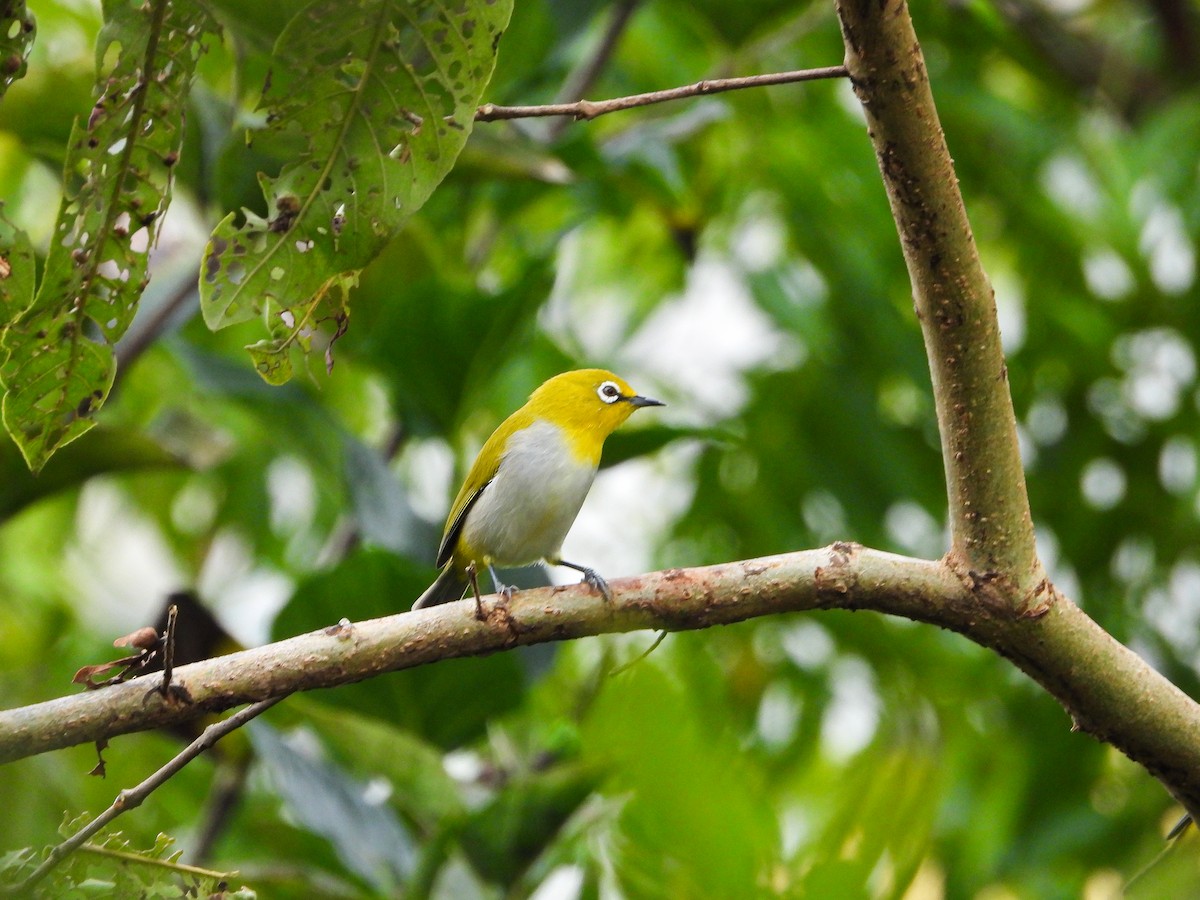 Indian White-eye - ML646344080
