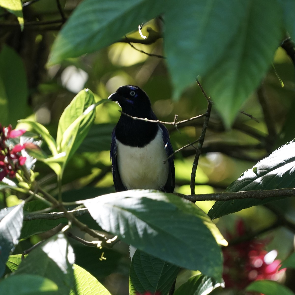 Black-chested Jay - ML646344082