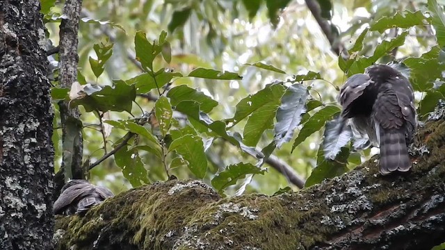 Japanese Sparrowhawk - ML646344083