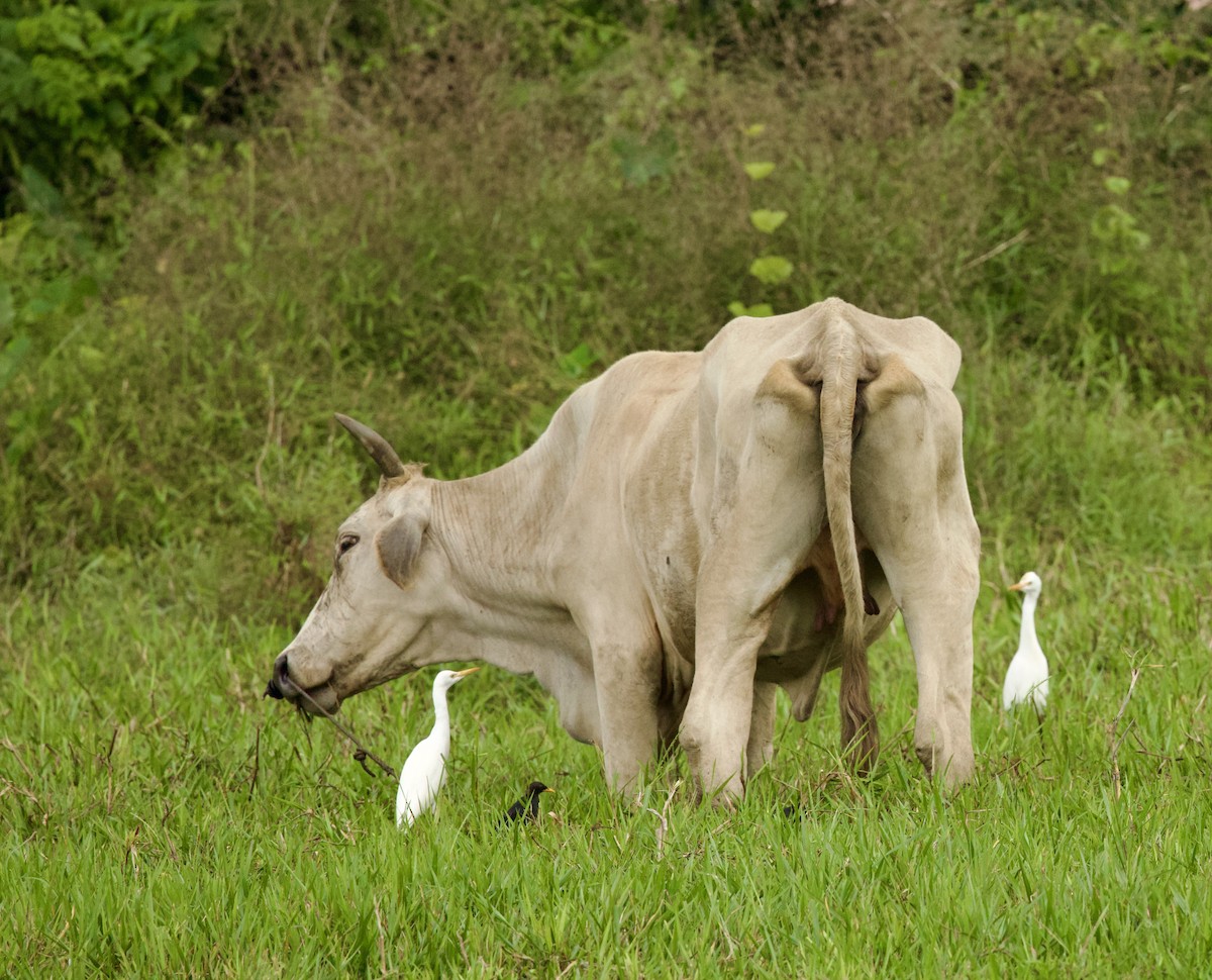 Eastern Cattle-Egret - ML646344084
