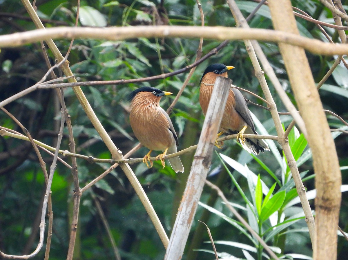 Brahminy Starling - ML646344085