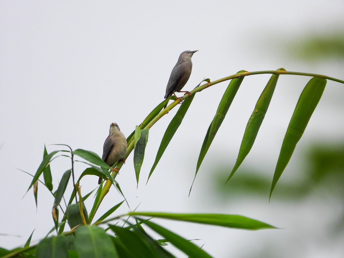 Chestnut-tailed Starling - ML646344087