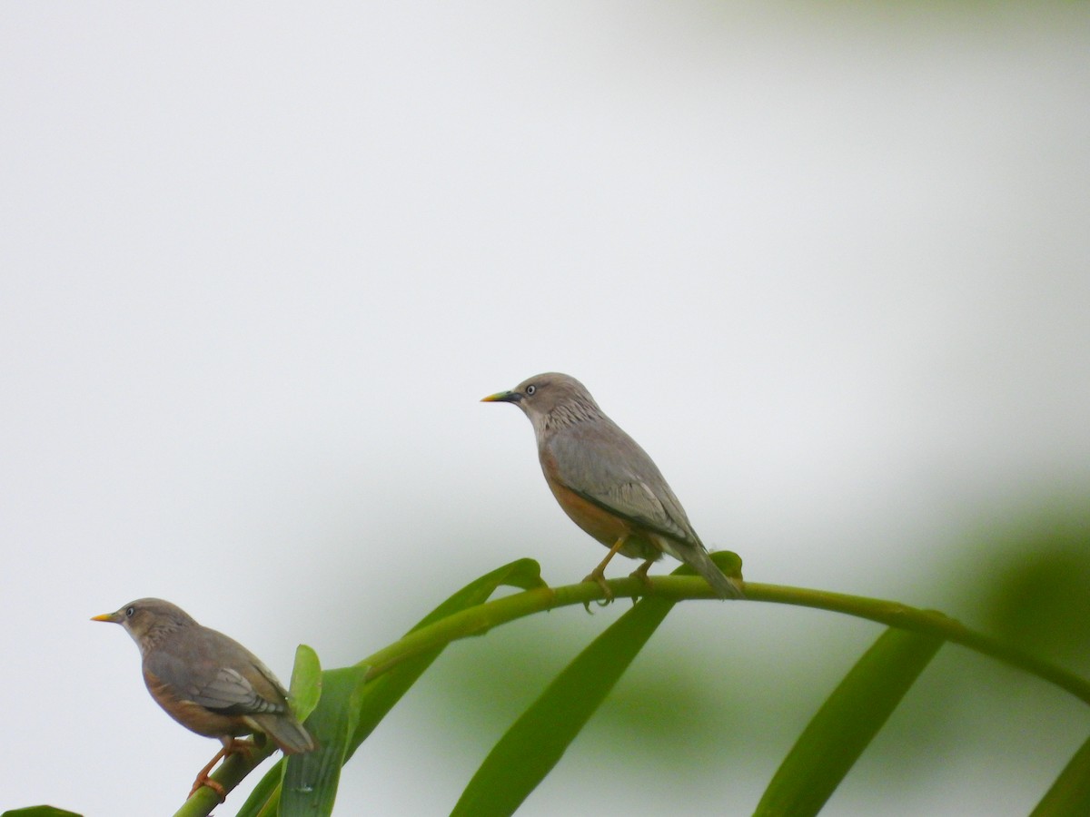Chestnut-tailed Starling - ML646344088