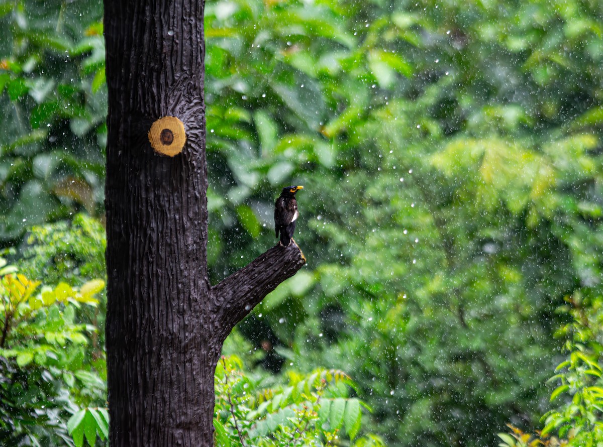 Common Myna - ML646344091