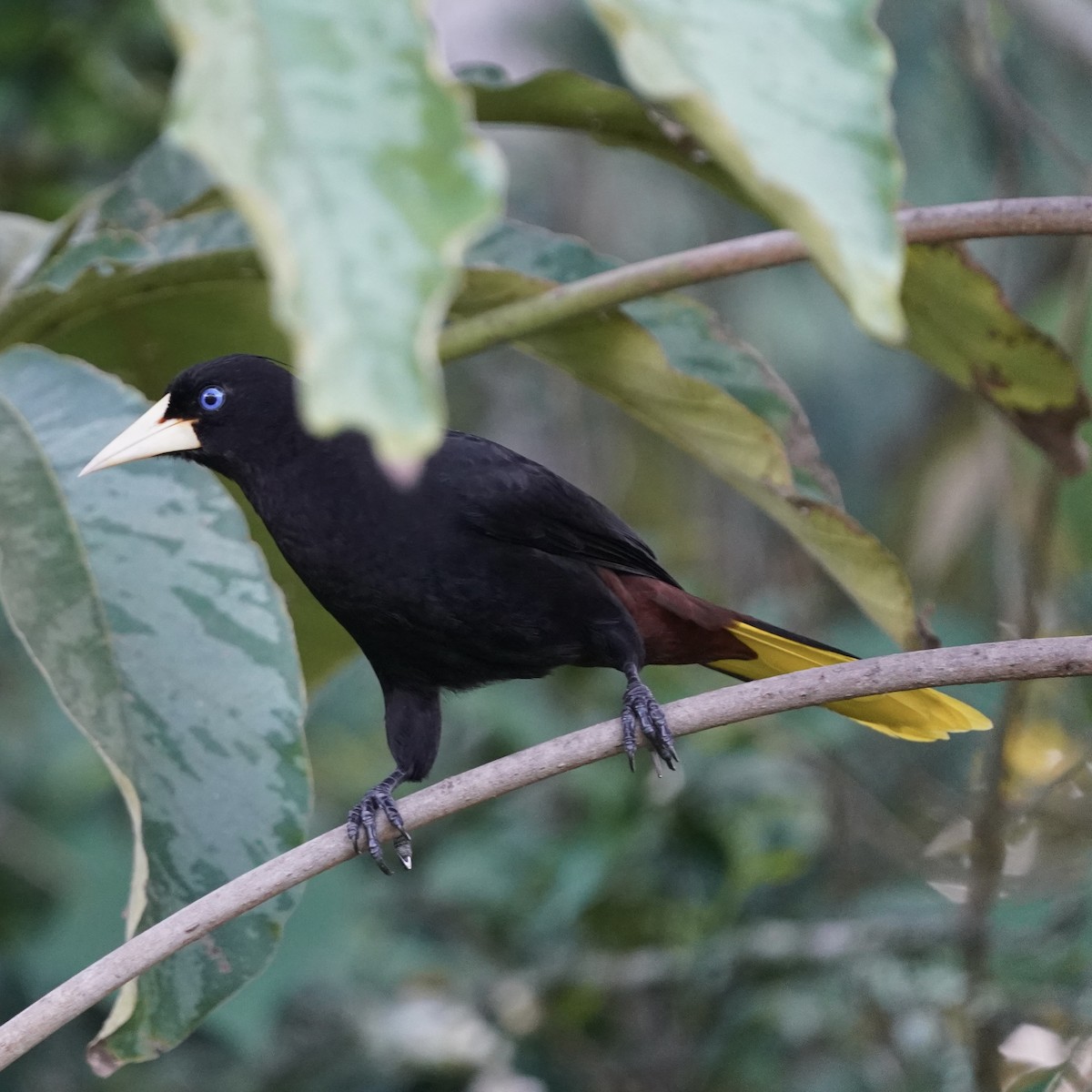 Crested Oropendola - ML646344094