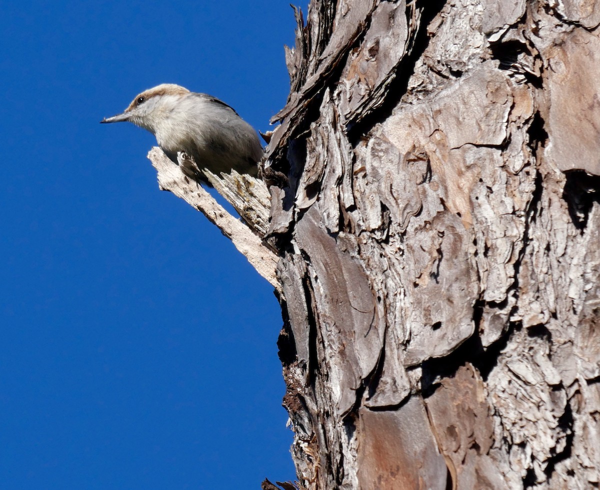 Brown-headed Nuthatch - ML646344095