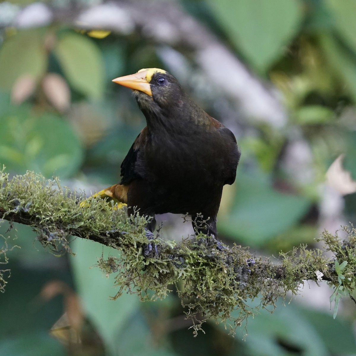 Russet-backed Oropendola - ML646344096