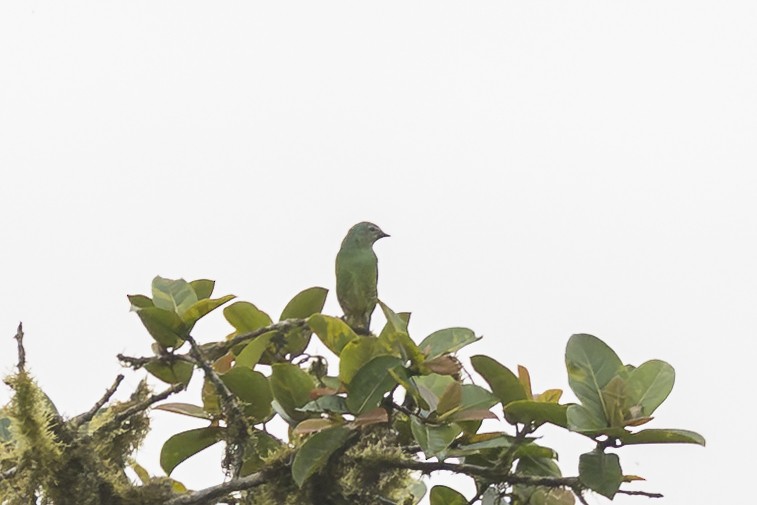 Swallow Tanager - ML646344098