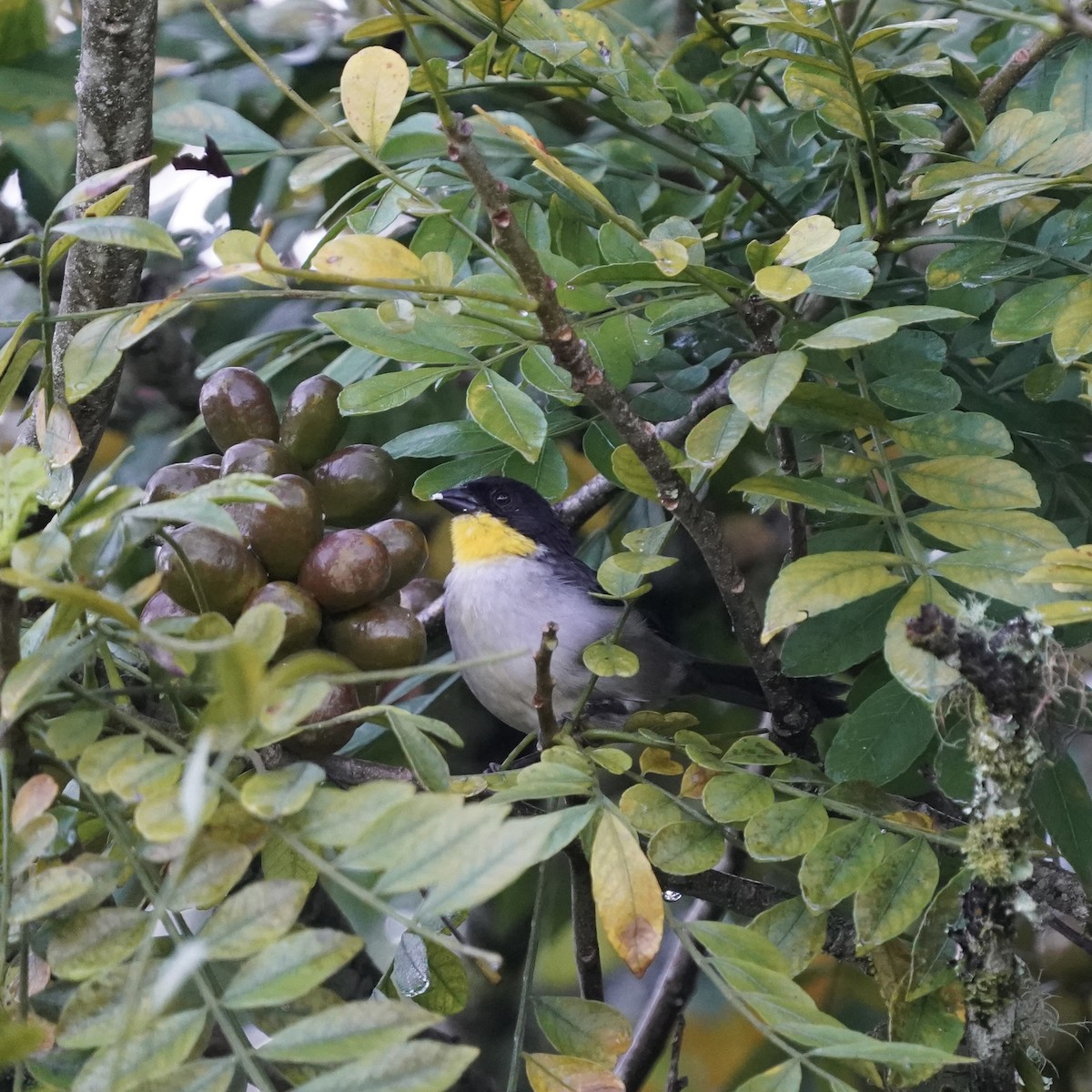 White-naped Brushfinch - ML646344100