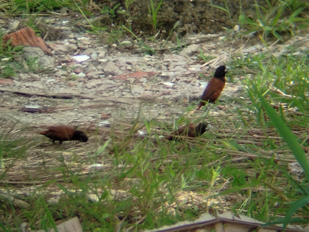 Kestane Rengi Munya - ML646344101