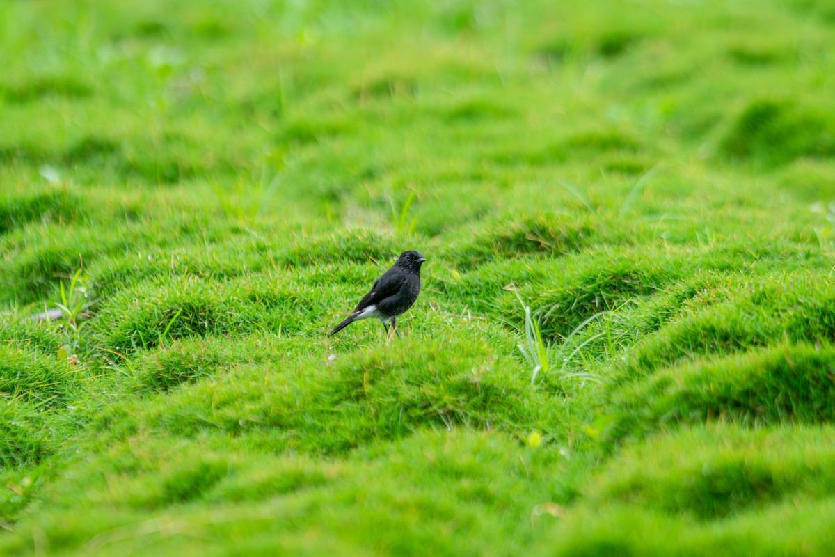 דוחל שחור - ML646344104
