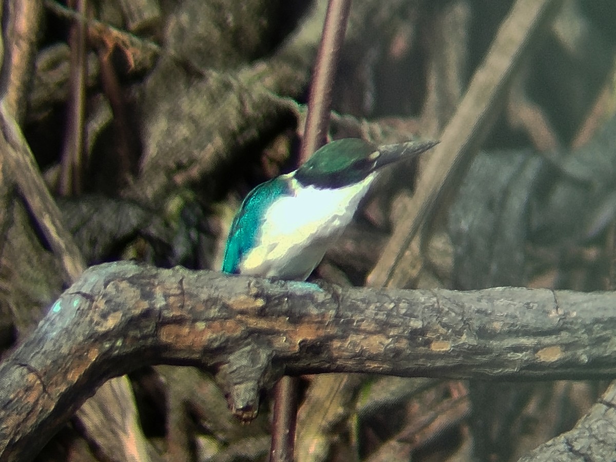 שלדג צווארון - ML646344105