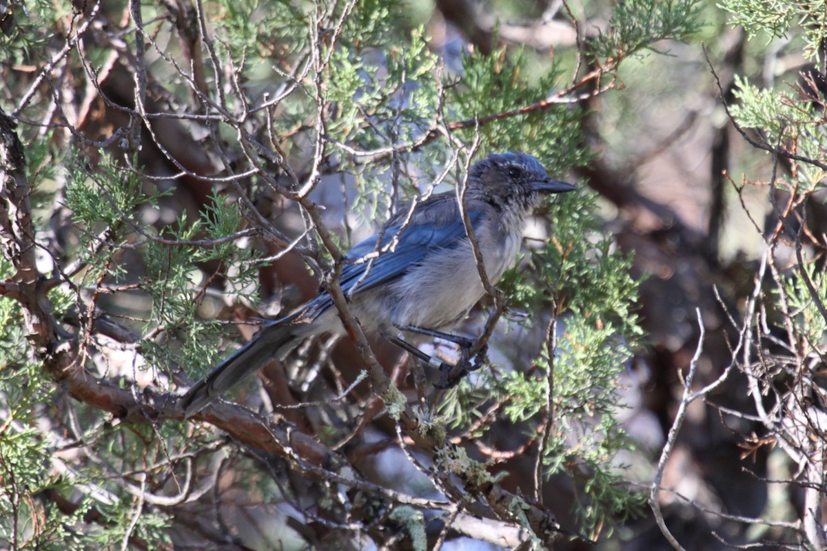 Woodhouse's Scrub-Jay - ML646344107