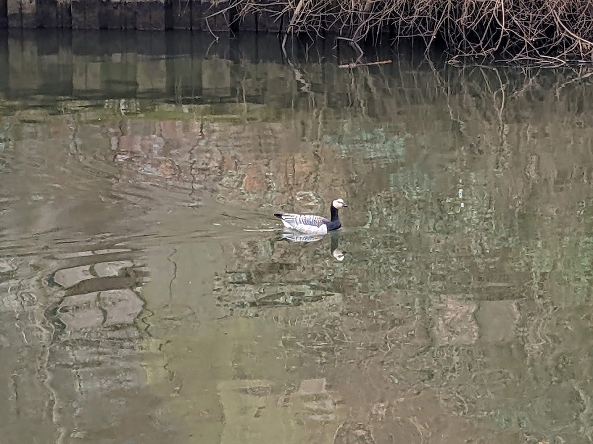 ברנטה לבנת-לחי - ML646344108