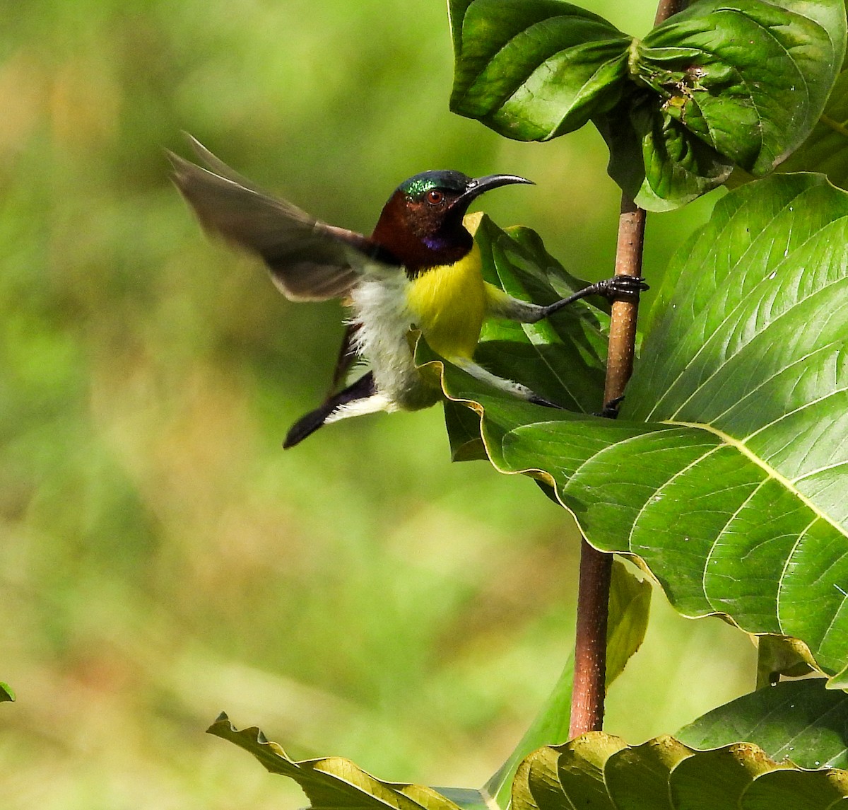Purple-rumped Sunbird - ML646344114