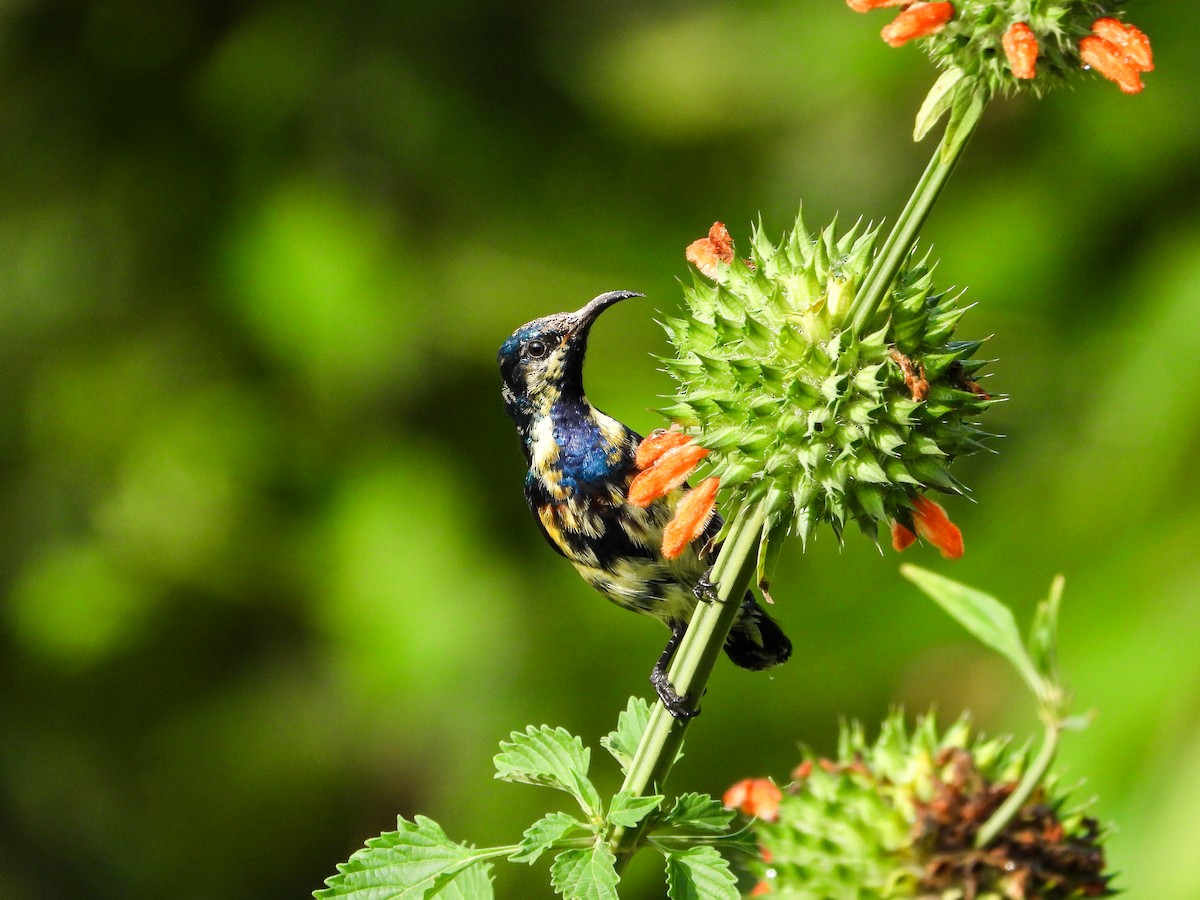 צופית סגולה - ML646344118