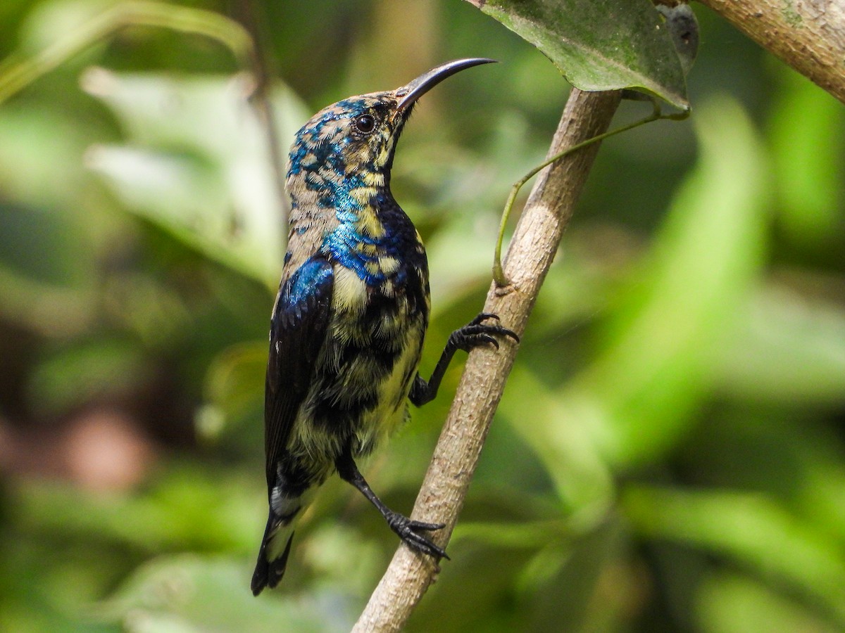 צופית סגולה - ML646344119