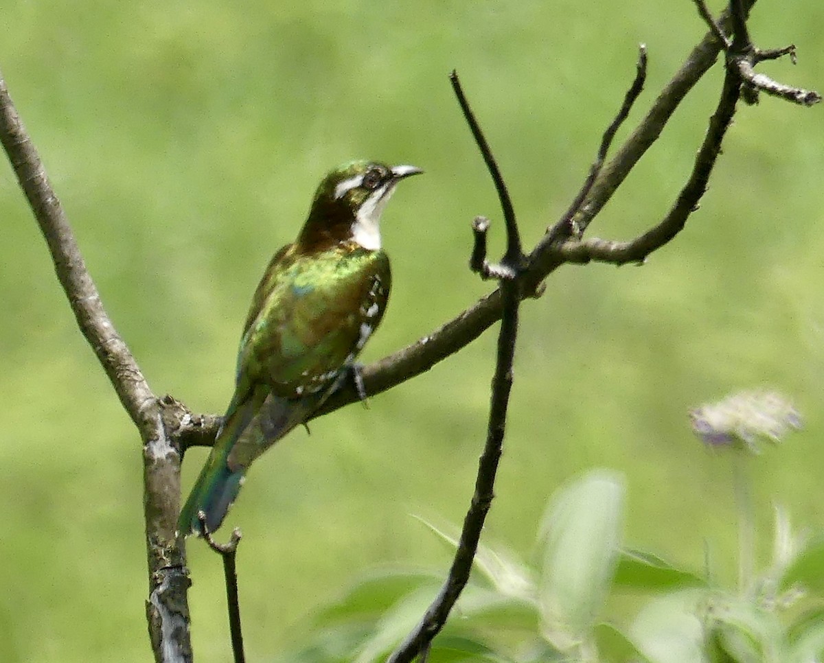 קוקיה ירוקה - ML646344120