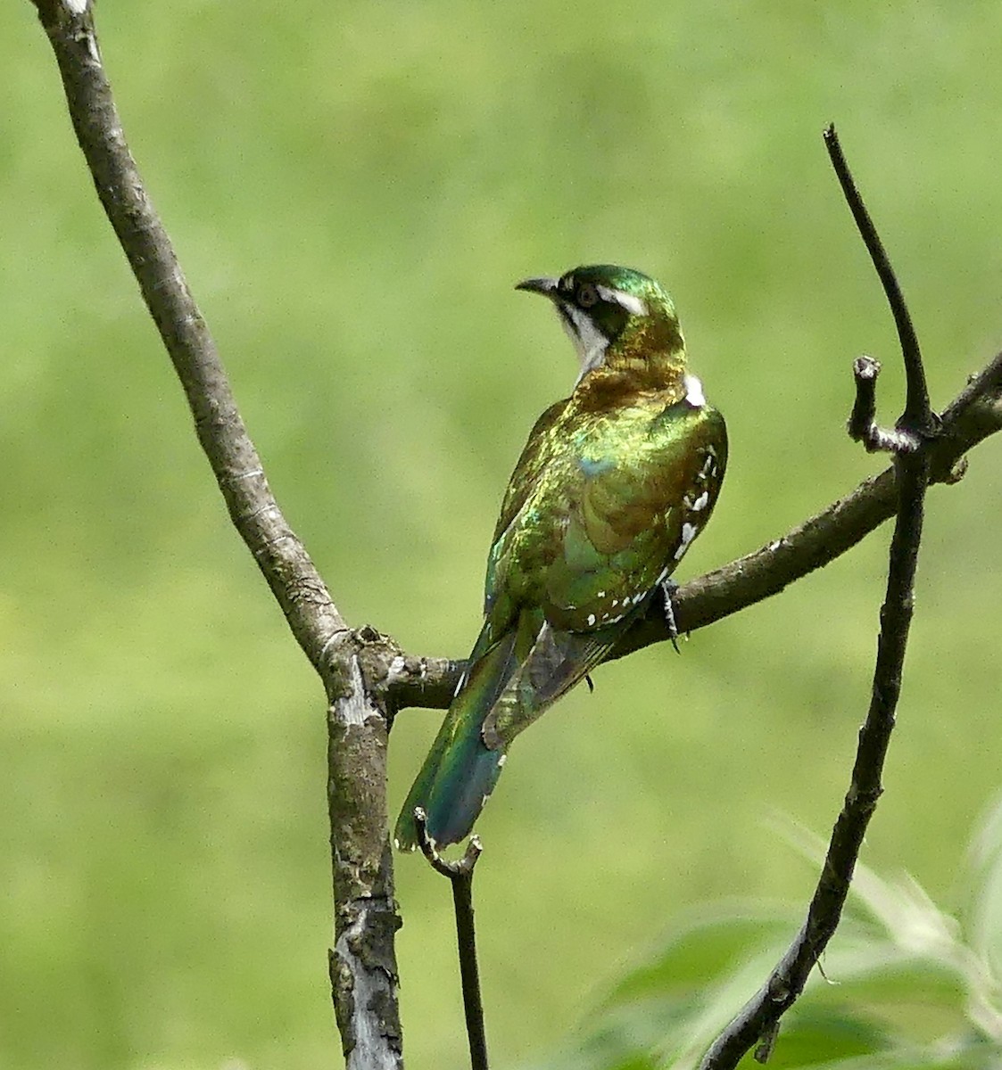 קוקיה ירוקה - ML646344121