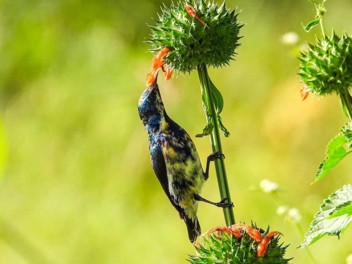 צופית סגולה - ML646344122