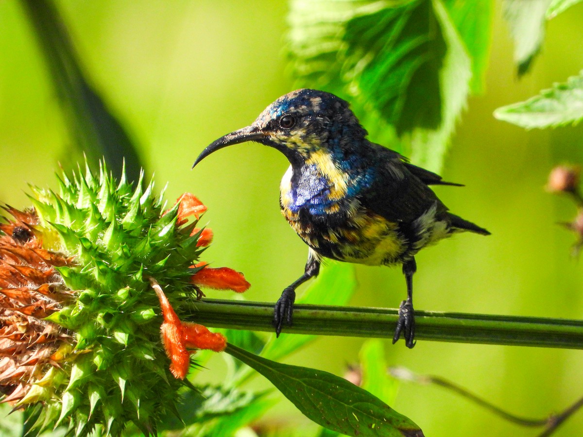 צופית סגולה - ML646344123
