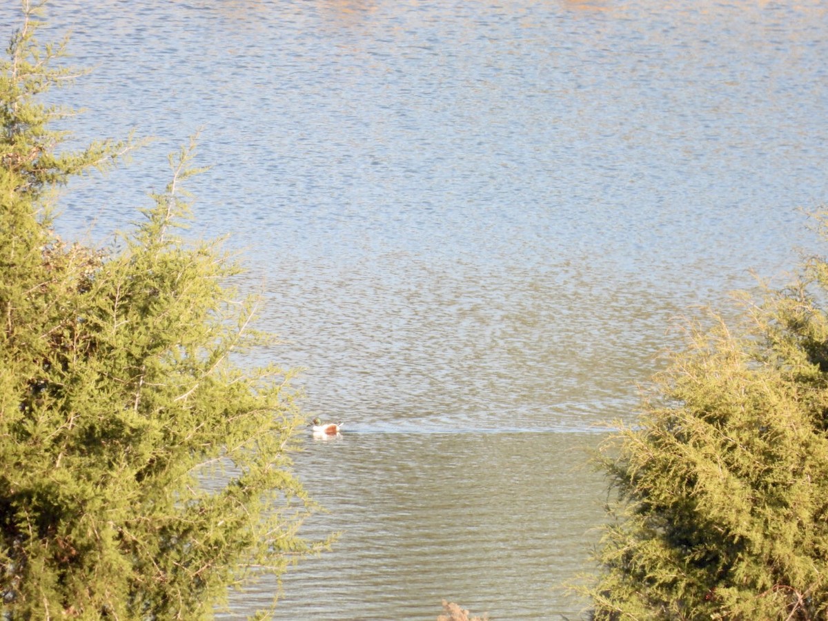 מרית צפונית - ML646344124