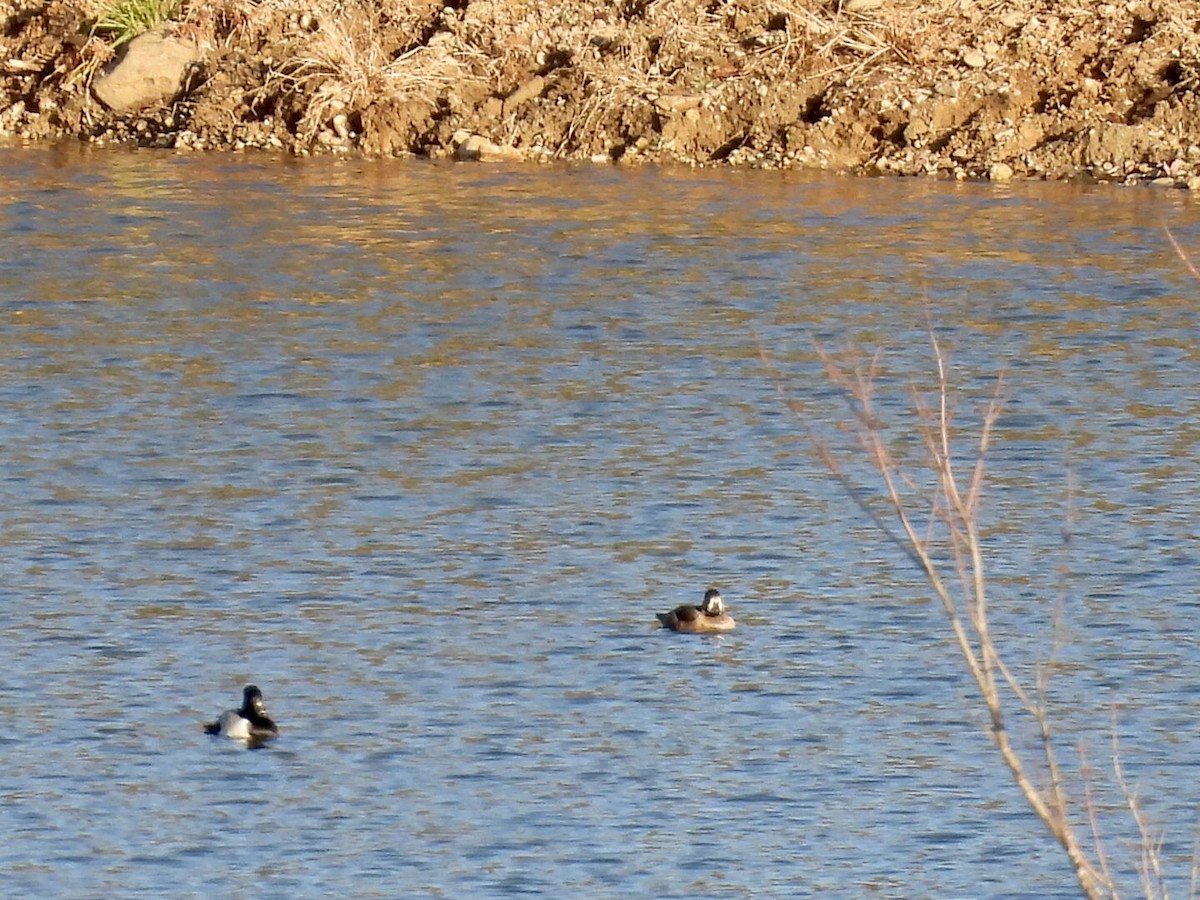 צולל צווארון - ML646344125