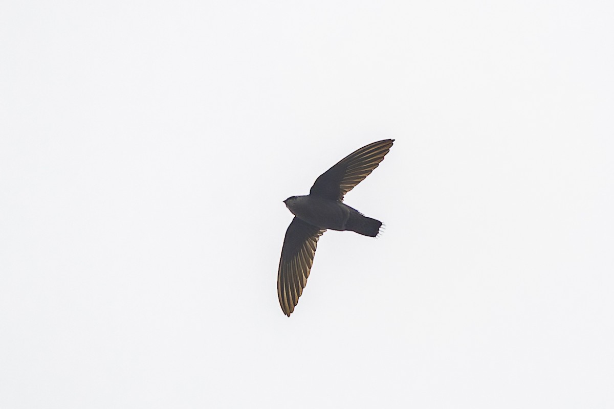 Gray-rumped Swift - ML646344126