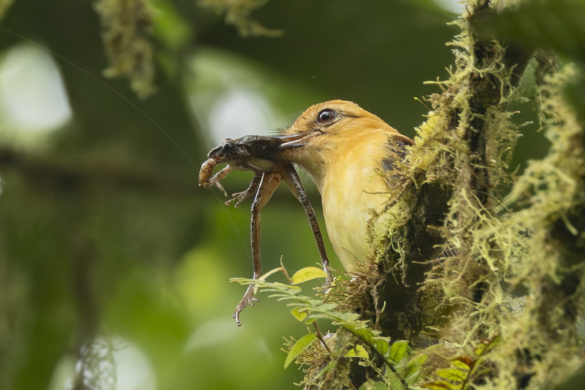 Ochraceous Attila - ML646344127