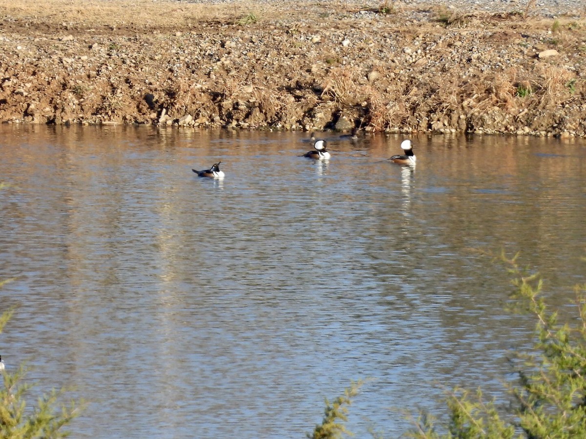 מרגון מקושט - ML646344130