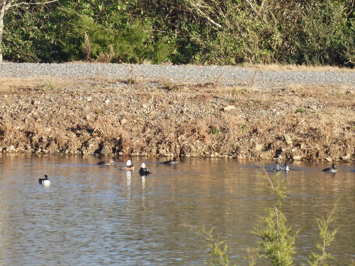 מרגון מקושט - ML646344131
