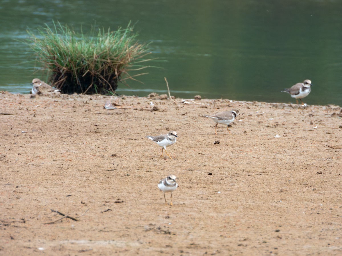 חופמי גדות - ML646344132