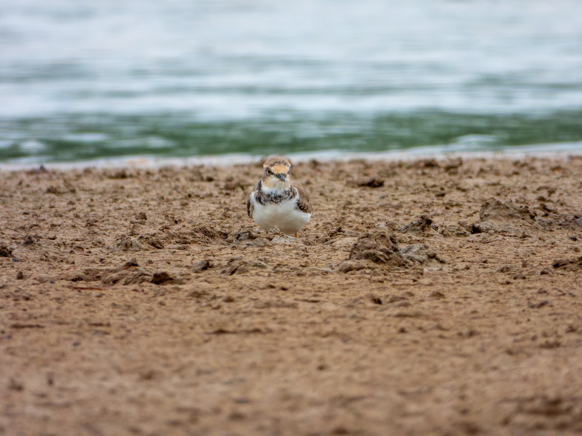 Little Ringed Plover - ML646344133