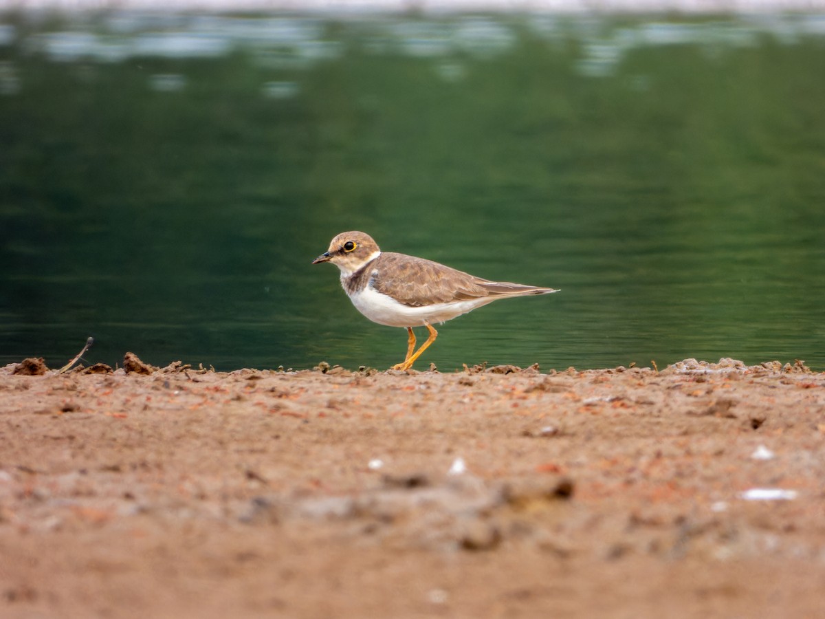 Little Ringed Plover - ML646344134