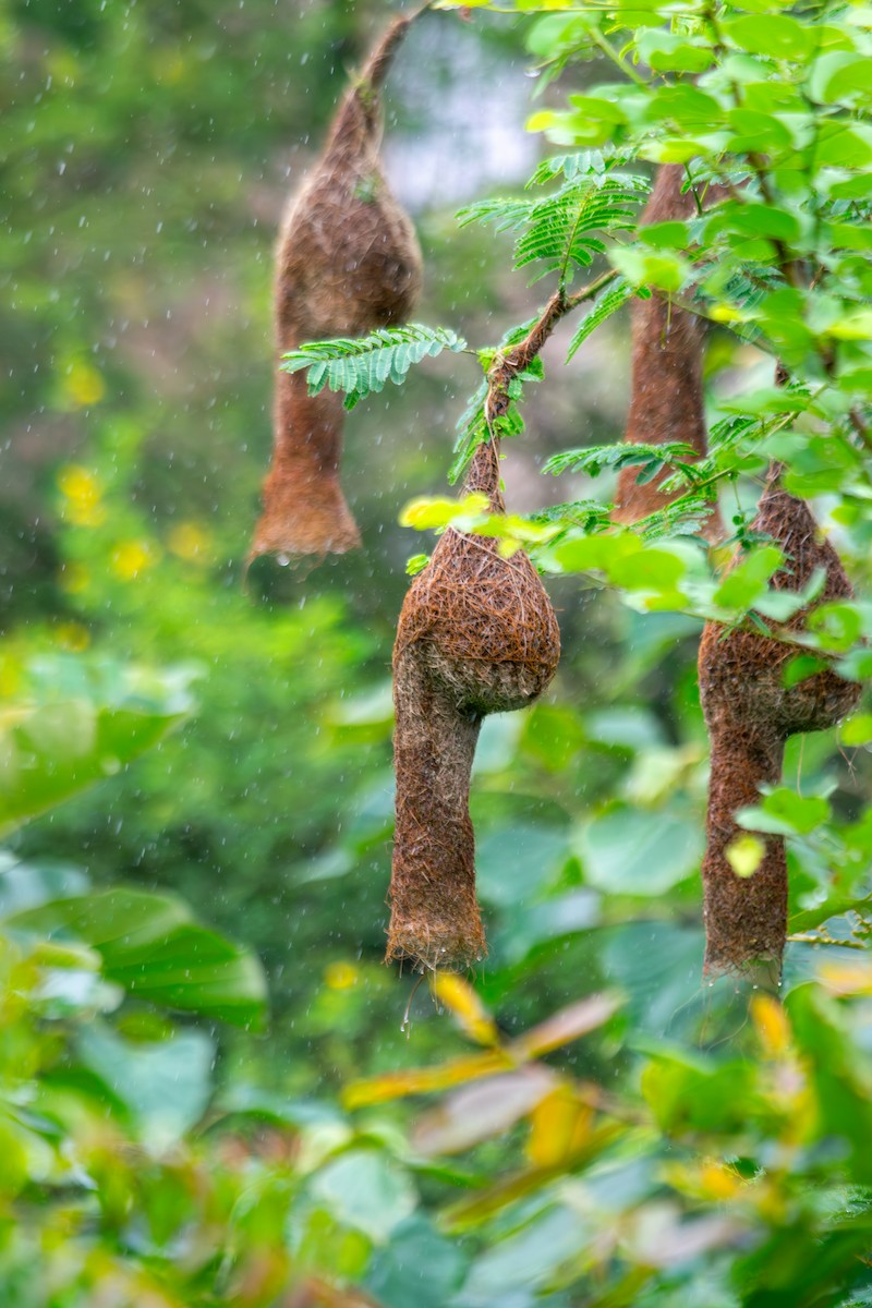Baya Weaver - ML646344136