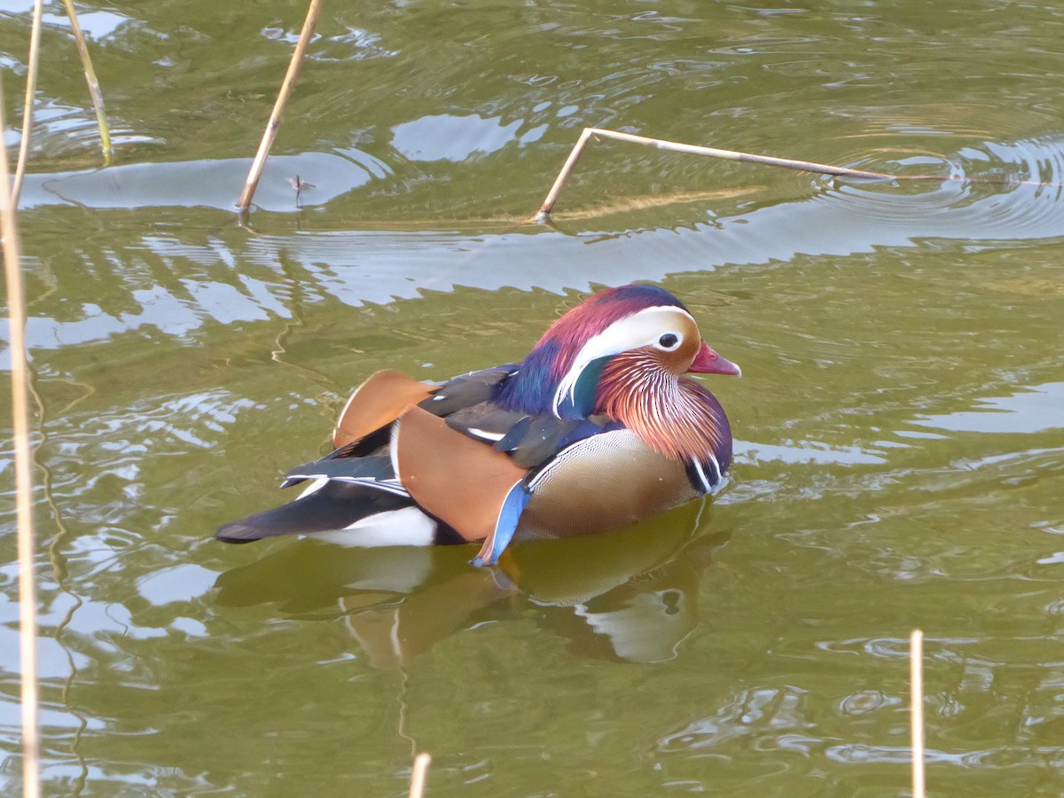 Mandarin Duck - ML646344139