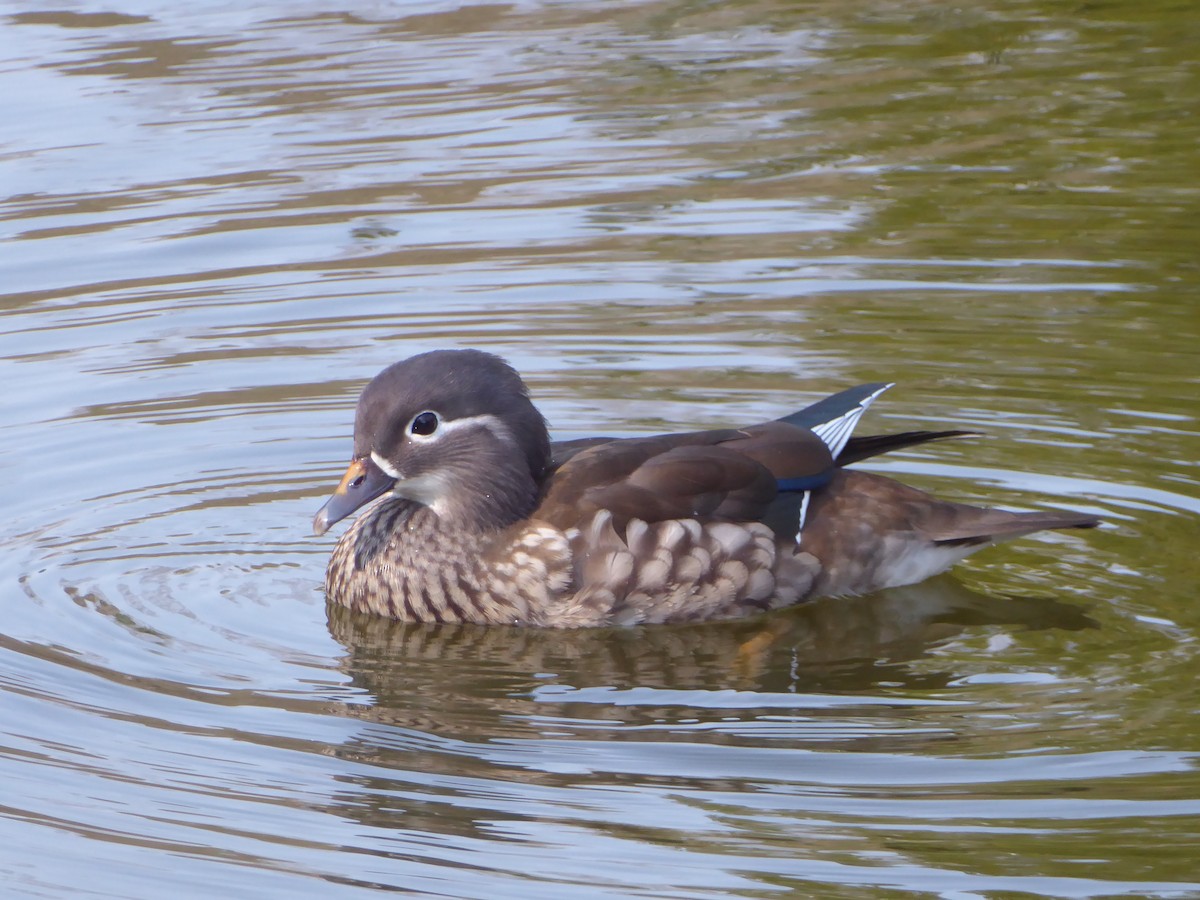 Mandarin Duck - ML646344140