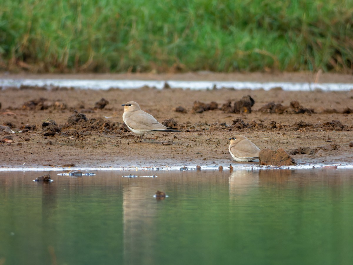 Small Pratincole - ML646344141