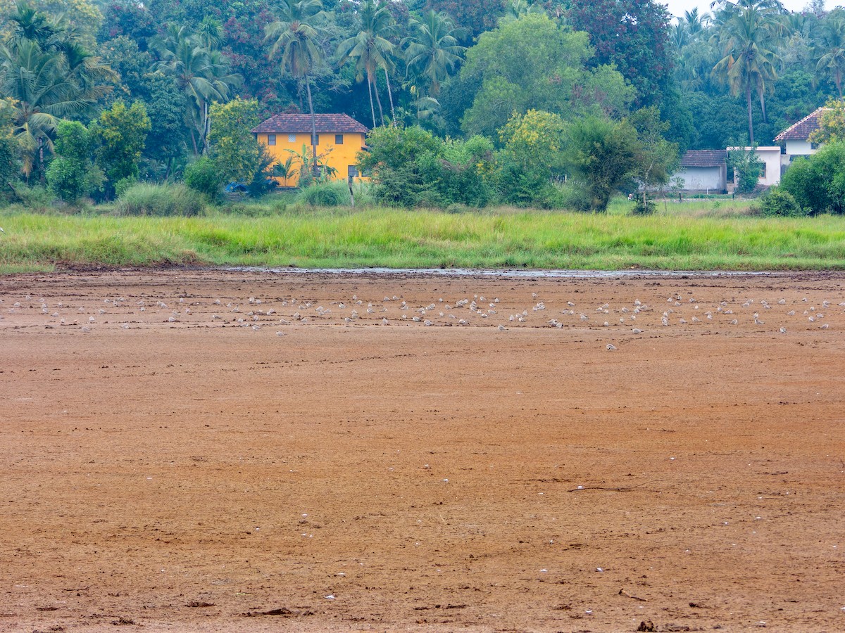 Small Pratincole - ML646344142